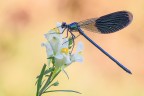 Calopteryx splendens Calopteryx splendens