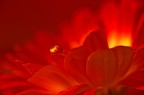 fuoco..... fuoco.....