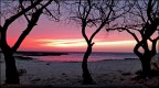 sea trees... sea trees...