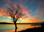 L'albero L'albero