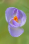 Crocus Vernus Crocus Vernus