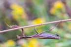 Ancora quella mosca Ancora quella mosca
