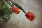 Due tulipani Due tulipani