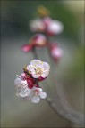 Preludio di primavera Preludio di primavera