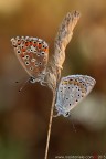 Polyommatus (Lysandra) bellargus (Rottemburg, 1775) - Polyommatus icarus (Rottemburg, 1775) (Lepidoptera � Lycaenidae)

Canon EOS 7D + Sigma 180mm f/3.5 EX DG HSM Macro

Suggerimenti e critiche sempre ben accetti
[url=http://www.rossidaniele.com/HR/_MG14243copia-mdc-1500.jpg]Versione HR[/url]