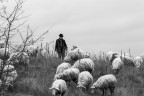 ..il guardiano.. ..il guardiano..