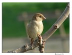 Ultimo passerotto con la mia FZ 20 Ultimo passerotto con la mia FZ 20