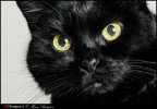 Il Gatto!Dafne! Il Gatto!Dafne!