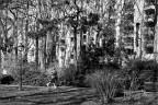Selva urbana