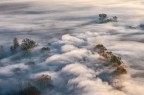 Fog Fog