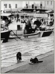 Piccolo pescacciatore! Piccolo pescacciatore!
