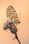 Melitaea didyma