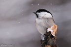 sotto la neve sotto la neve