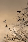 ..cormorani..