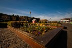 San Francisco's flowers