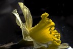 fior..di giunchiglia fior..di giunchiglia