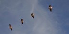 Tutti in fila!!! Tutti in fila!!!
