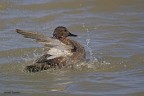 Canapiglia..Anas strepera