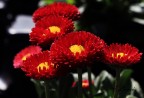 Fiore Fiore
