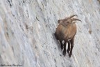 In cerca di salnitro In cerca di salnitro