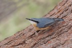 Picchio muratore (Sitta europaea) Picchio muratore (Sitta europaea)