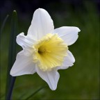 Narciso Narciso