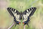 Swallowtail