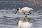 ..platalea leucorodia.. ..platalea leucorodia..
