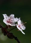 Bentornata primavera Bentornata primavera
