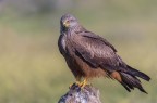 Milvus migrans Milvus migrans