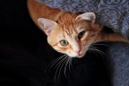 Bat Cat Bat Cat