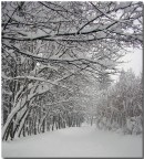 neve ad asiago in un viale