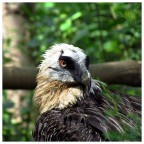 rapace rapace