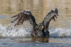 Il bagnetto del cormorano Il bagnetto del cormorano