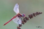 Sympetrum fonscolombii Sympetrum fonscolombii