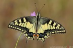Papilio machaon (Linnaeus, 1758) (Lepidoptera - Papilionidae)

Canon EOS 7D + Sigma 180mm f/3.5 EX DG HSM Macro

Suggerimenti e critiche sempre ben accetti
[url=http://www.rossidaniele.com/HR/_MG14138copia-mdc-1500.jpg]Versione HR[/url]