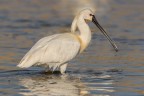 Platalea leucorodia Platalea leucorodia