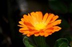 Fiore Fiore