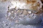 Kriosauro Kriosauro