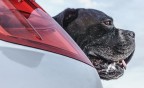 space dog space dog