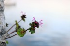 Capricci della Natura Capricci della Natura