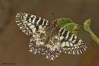 Zerynthia polyxena Zerynthia polyxena