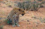 Gattone!!!!non domestico Gattone!!!!non domestico