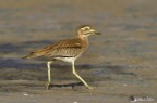 Burhinus oedicnemus ( occhione ) Burhinus oedicnemus ( occhione )