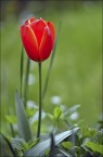 Tulipano Tulipano