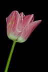Tulipano(1)