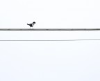 l'equilibrista l'equilibrista