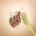 Vietato ai minori .....