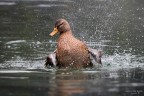 Splash!! Splash!!