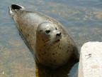 la foca e la libellula la foca e la libellula